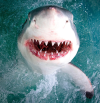 11-13-23-shark-teeth.png
