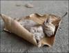 23-10-12-fall-kitten-in-leaf.jpg